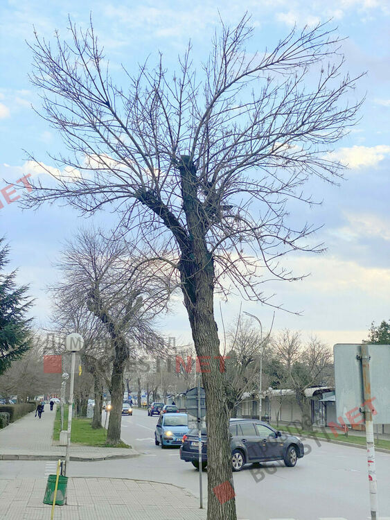 Дърветата по бул. Стефан Стамболов