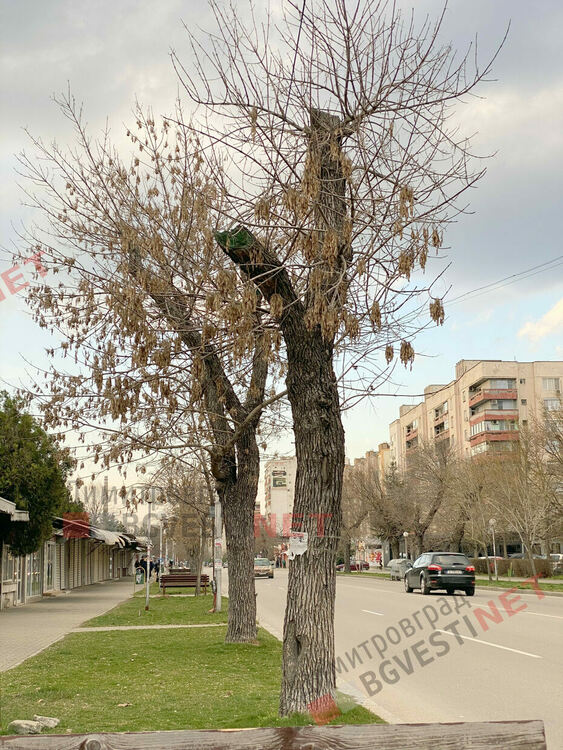 Дърветата по бул. Стефан Стамболов