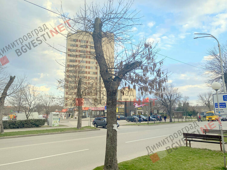 Дърветата по бул. Стефан Стамболов