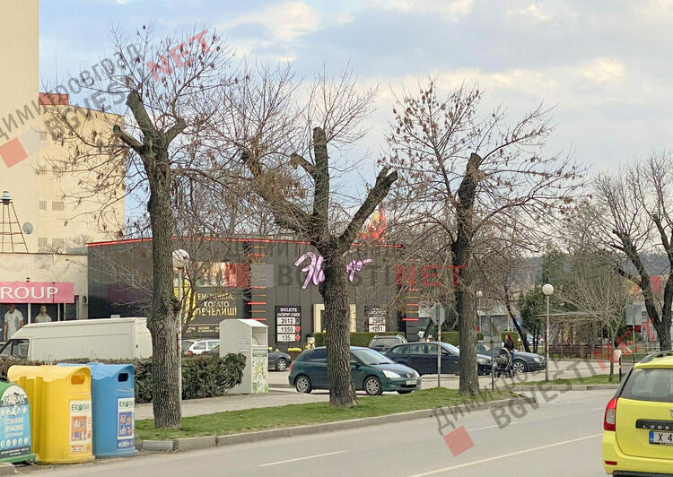 Дърветата по бул. Стефан Стамболов