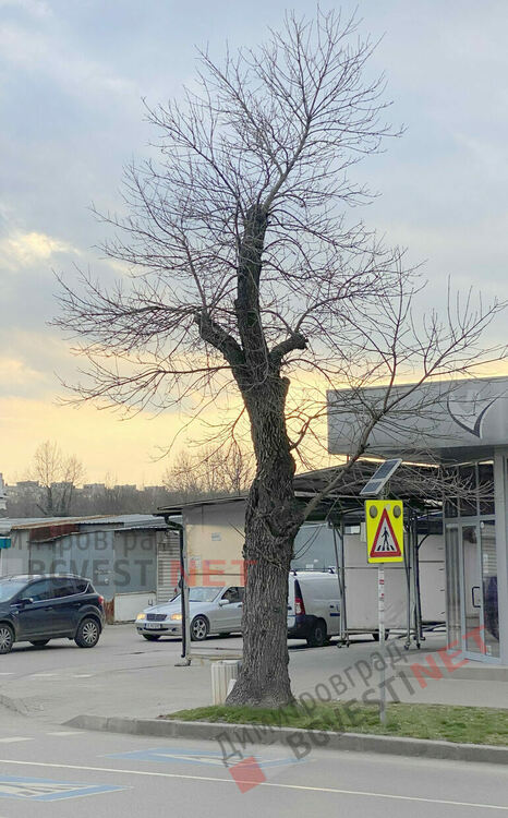 Дърветата по бул. Стефан Стамболов