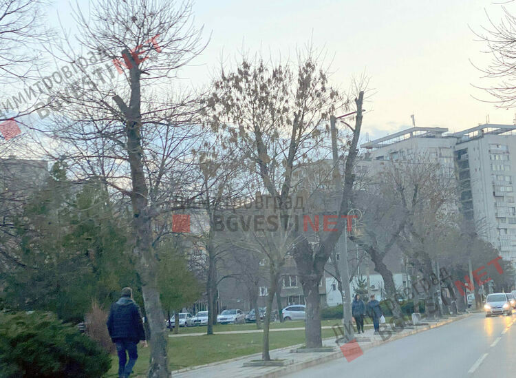 Дърветата по ул. Иван Вазов