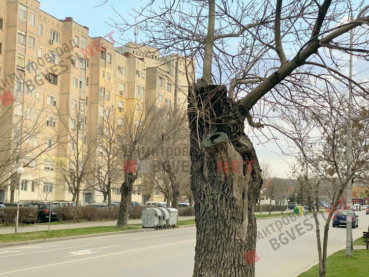 Дърветата по бул. Стефан Стамболов