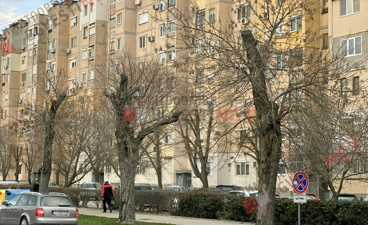 Дърветата по бул. Стефан Стамболов