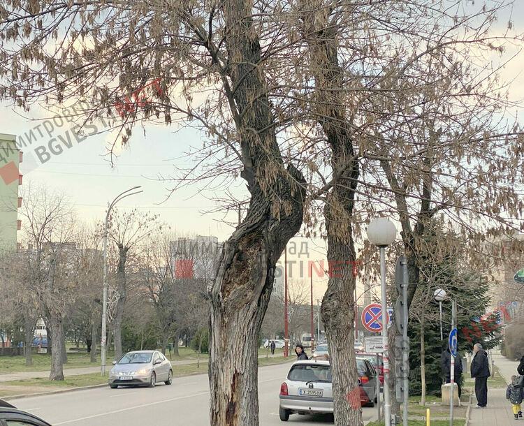 Дърветата по бул. Стефан Стамболов
