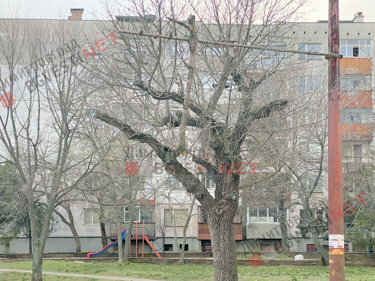 Дърветата по бул. Стефан Стамболов