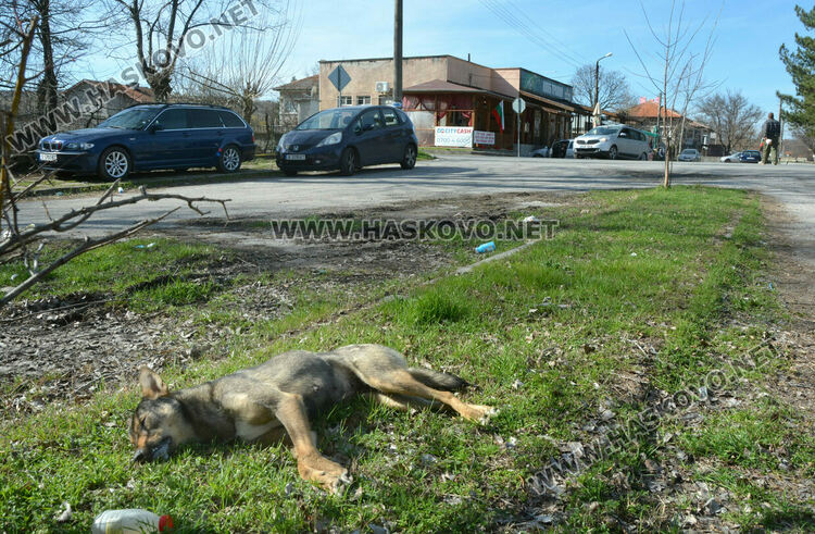 Сигнализираха за отровени кучета и котка в Книжовник