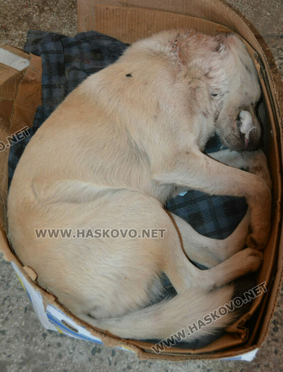 Сигнализираха за отровени кучета и котка в Книжовник