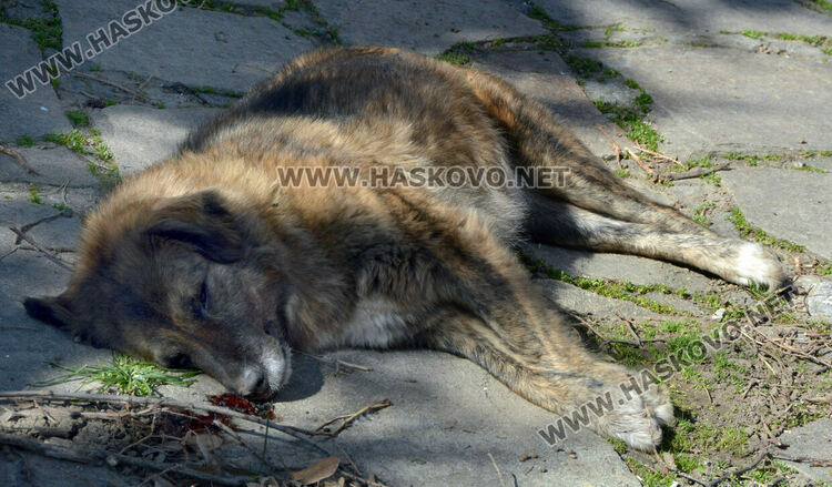 Сигнализираха за отровени кучета и котка в Книжовник
