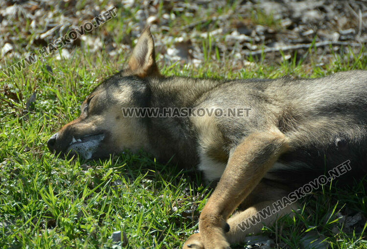Сигнализираха за отровени кучета и котка в Книжовник
