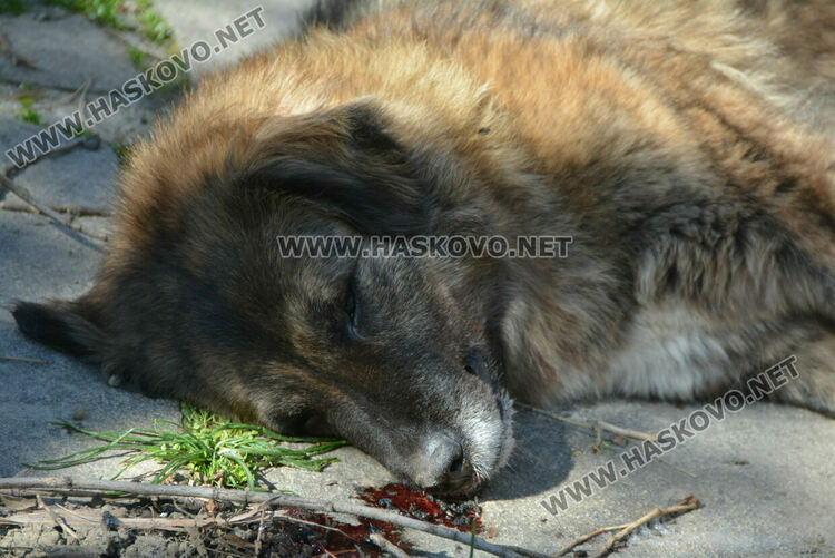 Сигнализираха за отровени кучета и котка в Книжовник