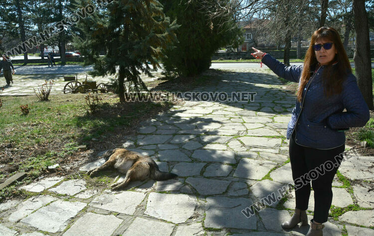 Сигнализираха за отровени кучета и котка в Книжовник