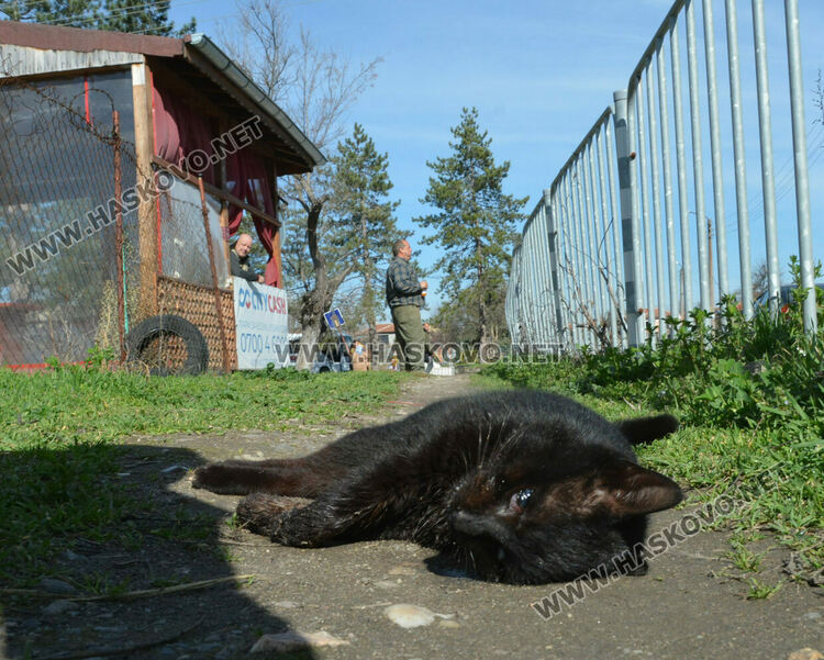 Сигнализираха за отровени кучета и котка в Книжовник