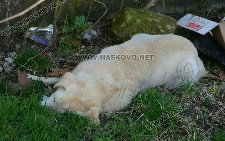 Сигнализираха за отровени кучета и котка в Книжовник