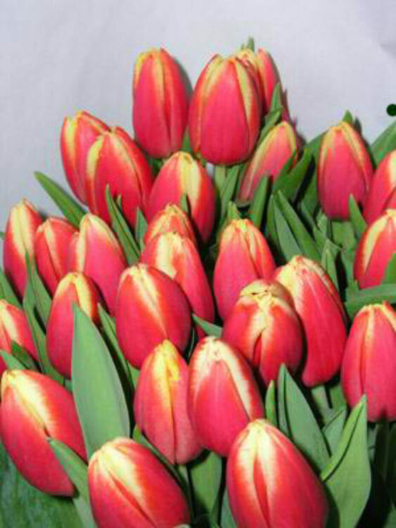 Четиристотин и четиридесет лалета красят работните места на жените в радомирски завод