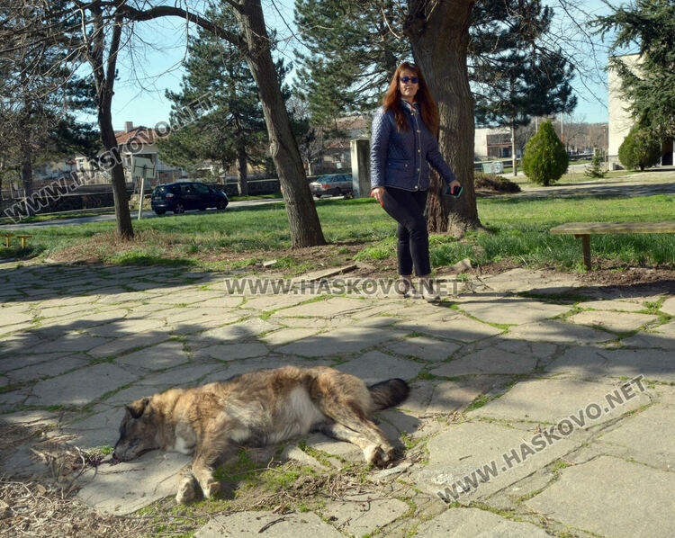 Сигнализираха за отровени кучета и котка в Книжовник