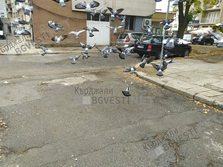  Храненето на ята гълъби в Кърджали-хоби на мнозина