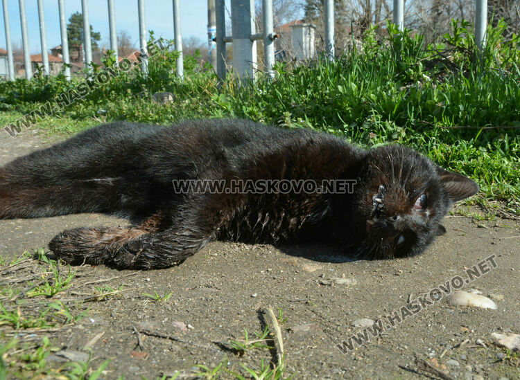 Сигнализираха за отровени кучета и котка в Книжовник