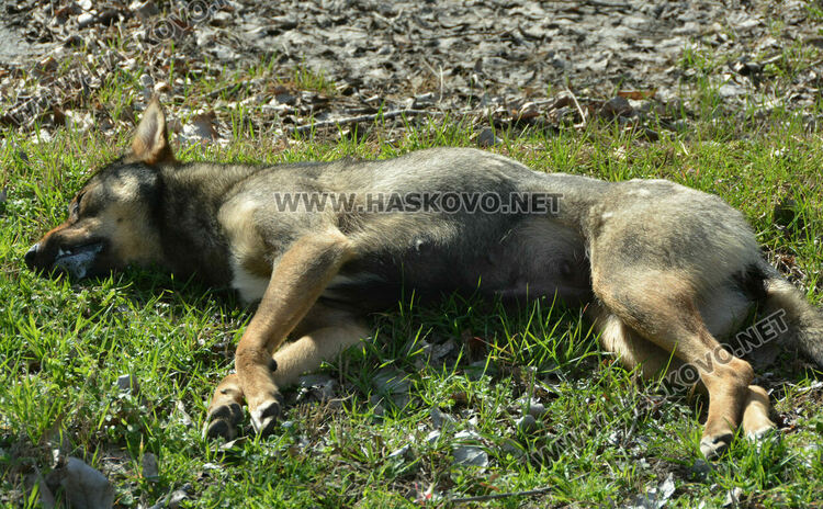 Сигнализираха за отровени кучета и котка в Книжовник