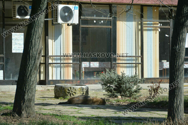 Сигнализираха за отровени кучета и котка в Книжовник