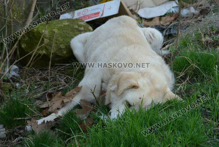 Сигнализираха за отровени кучета и котка в Книжовник