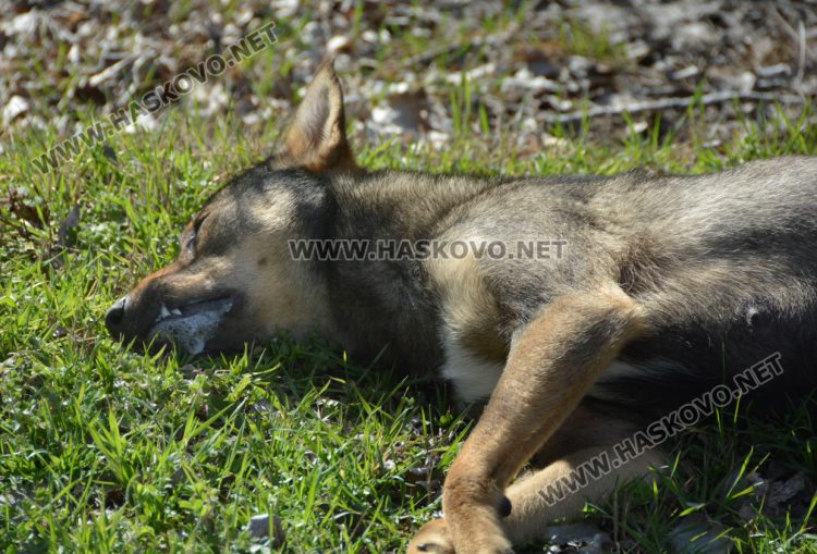 Аутопсия ще установи причината за смъртта на кучетата и котките в Книжовник