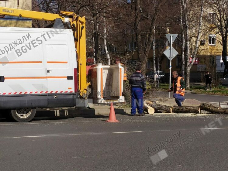 Кастрят превантивно старите дървета по бул.”България”