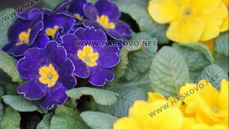 Облачно с превалявания в събота