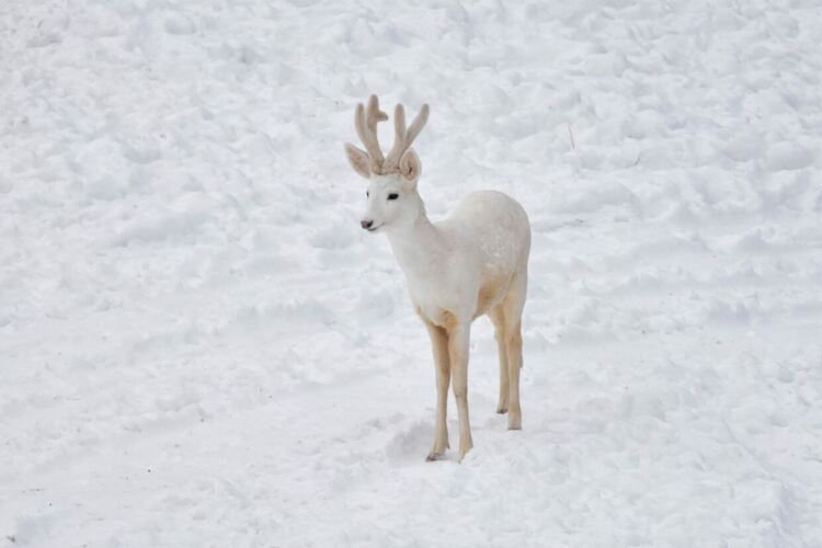 Рядък бял сръндак живее на територията на Южноцентрално държавно предприятие-Смолян   