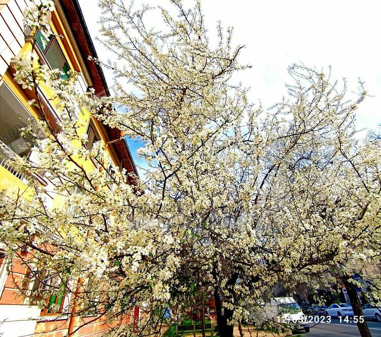 Кърджали разцъфна,пролетта дойде предсрочно