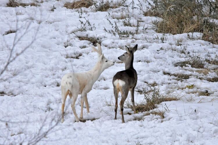Рядък бял сръндак живее на територията на Южноцентрално държавно предприятие-Смолян   