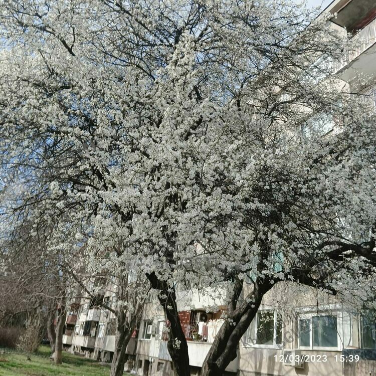 Кърджали разцъфна,пролетта дойде предсрочно