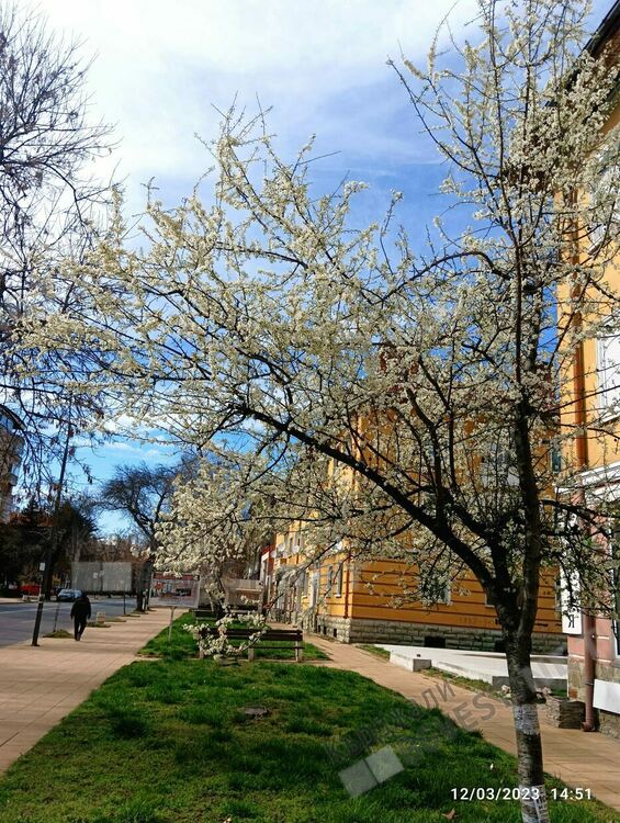 Кърджали разцъфна,пролетта дойде предсрочно