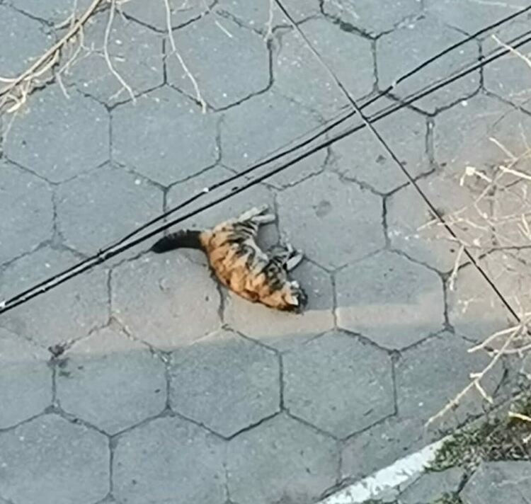 В Първомай тровят кучета