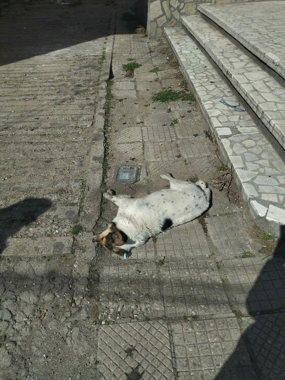 В Първомай тровят кучета