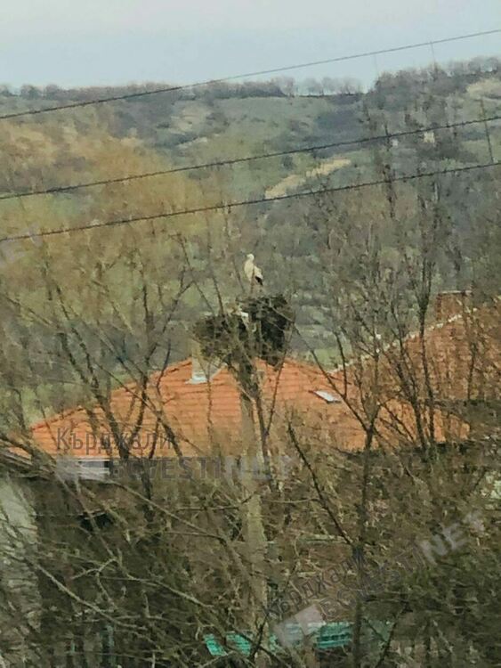 Щъркел възвести пролетта в Груево,децата си връзват мартеничките на цъфнали дървета