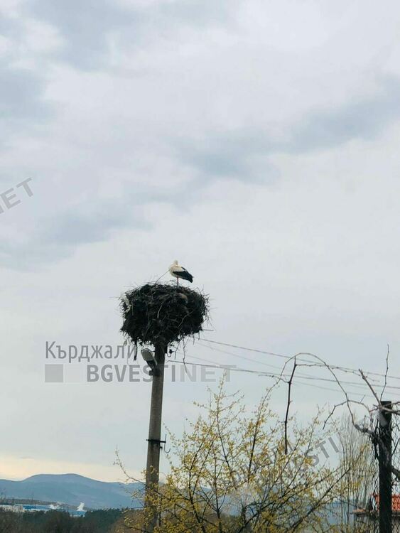 Щъркел възвести пролетта в Груево,децата си връзват мартеничките на цъфнали дървета