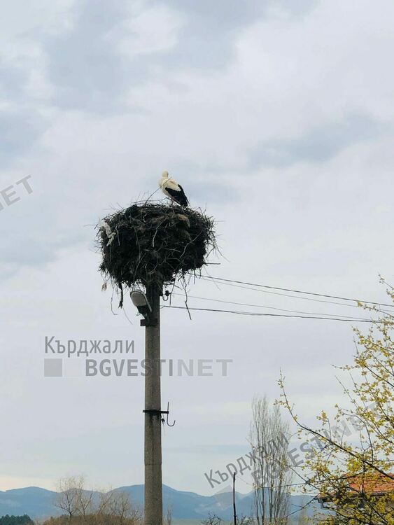 Щъркел възвести пролетта в Груево,децата си връзват мартеничките на цъфнали дървета