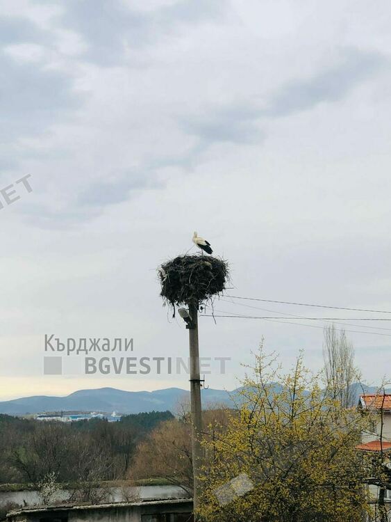Щъркел възвести пролетта в Груево,децата си връзват мартеничките на цъфнали дървета