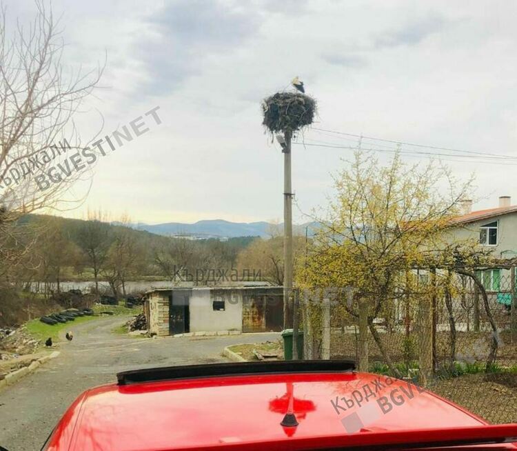 Щъркел възвести пролетта в Груево,децата си връзват мартеничките на цъфнали дървета