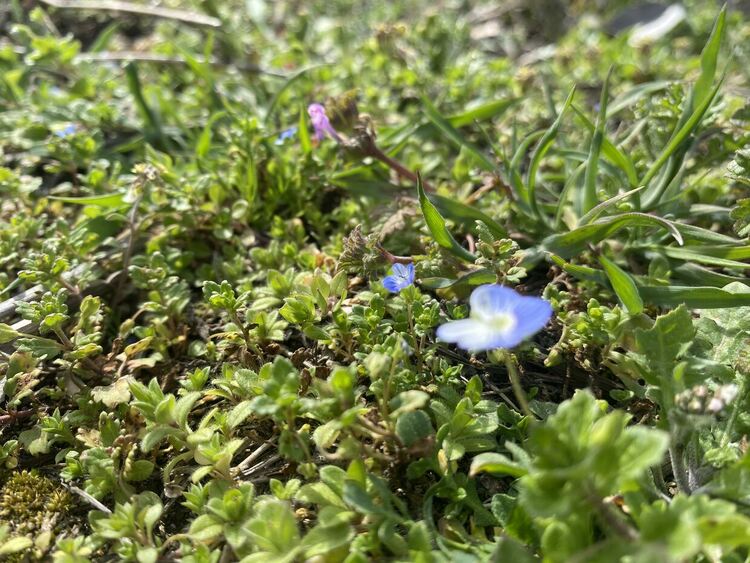 Остава студено днес без превалявания