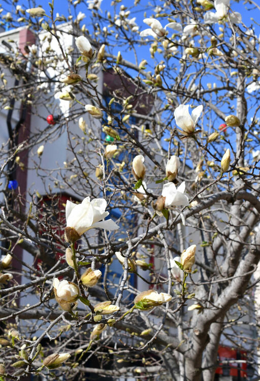 Магнолиите красят предпролетно Хасково