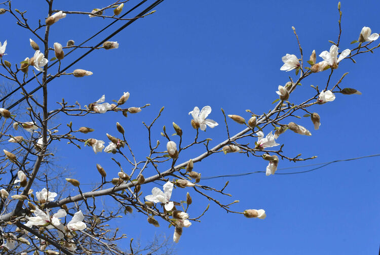 Магнолиите красят предпролетно Хасково