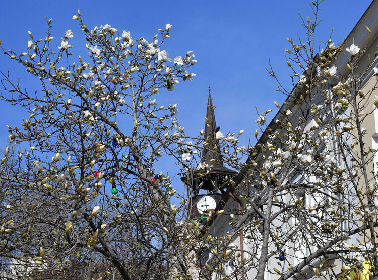 Магнолиите красят предпролетно Хасково