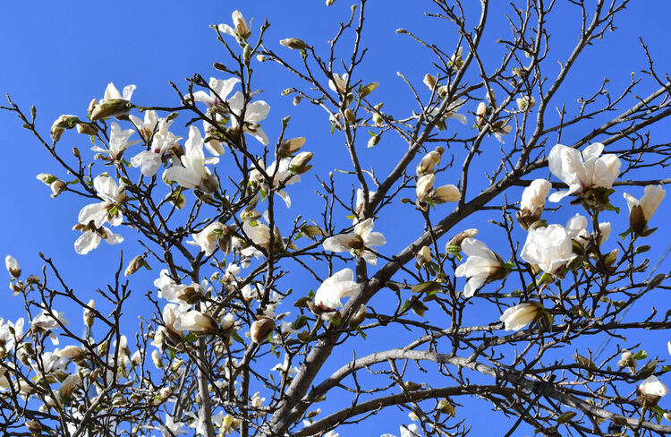 Магнолиите красят предпролетно Хасково