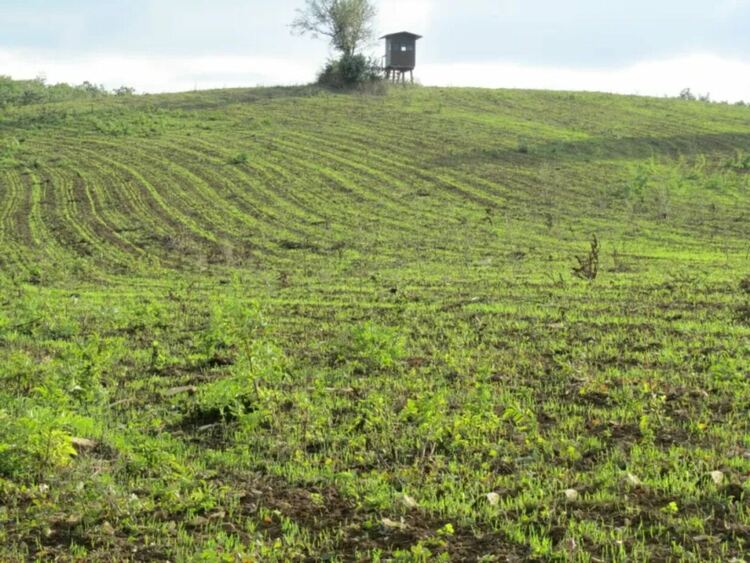 Двеста и петдесет декара дивечови ниви са засадили ловците в Радомирско