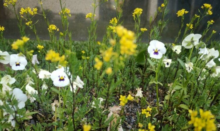 Топло време с температури до 19 градуса