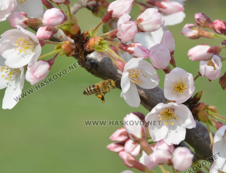 Цветовете на нежните японски вишни украсиха парк „Ямача“