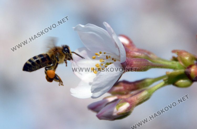 Цветовете на нежните японски вишни украсиха парк „Ямача“
