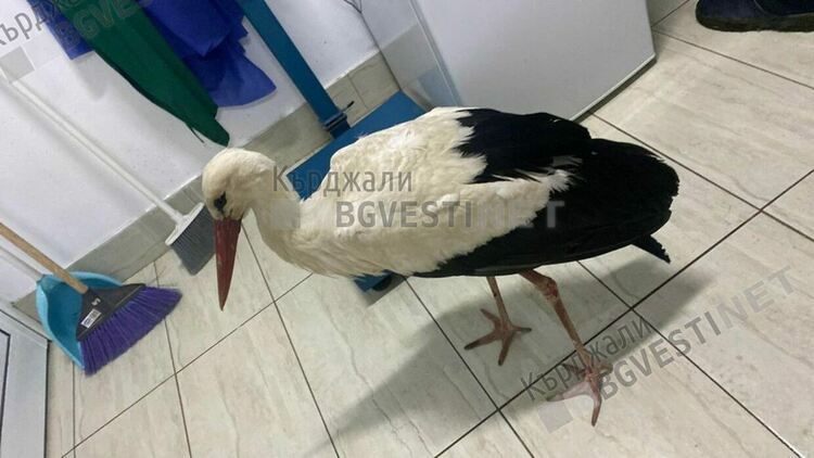 Среднощен,неочакван пациент се появи в клиника в Крумовград